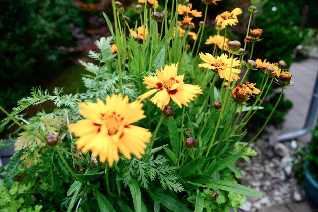 Foto close-up van gele coreopsis bloemen op een struik met groene bladeren natuurlijke flora achtergrond