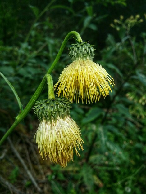 Foto close-up van gele distel die op het veld groeit