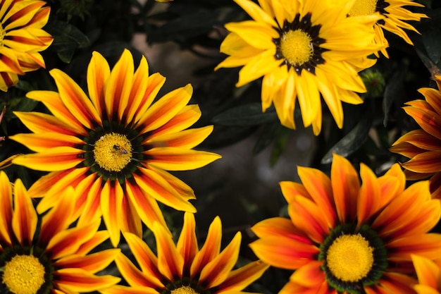 Foto close-up van gele en oranje bloemen