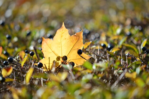 Foto close-up van gele esdoornbladeren op het land