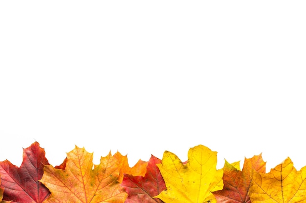 Close-up van gele herfstbladeren tegen een witte achtergrond