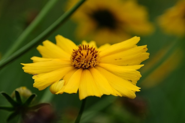 Foto close-up van gele kosmos-bloem op vage groene achtergrond onder zonlicht