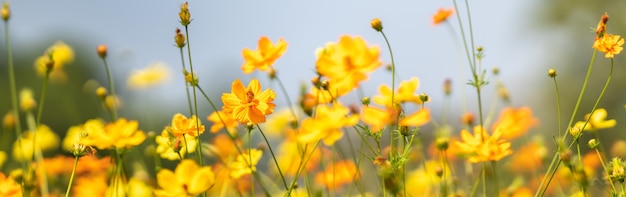 Close-up van gele Kosmosbloem op vage groene bladachtergrond onder zonlicht met exemplaarruimte die als achtergrond natuurlijk flora landschap gebruiken, ecologie omslagpagina concept.