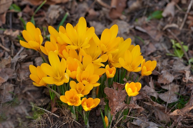 Close-up van gele krokusbloemen die in de grond in een tuin groeien mooie heldere bos die in een achtertuin bloeien crocus flavus of primerose bloeiende planten gekweekt als decoratie voor buitenbeplanting