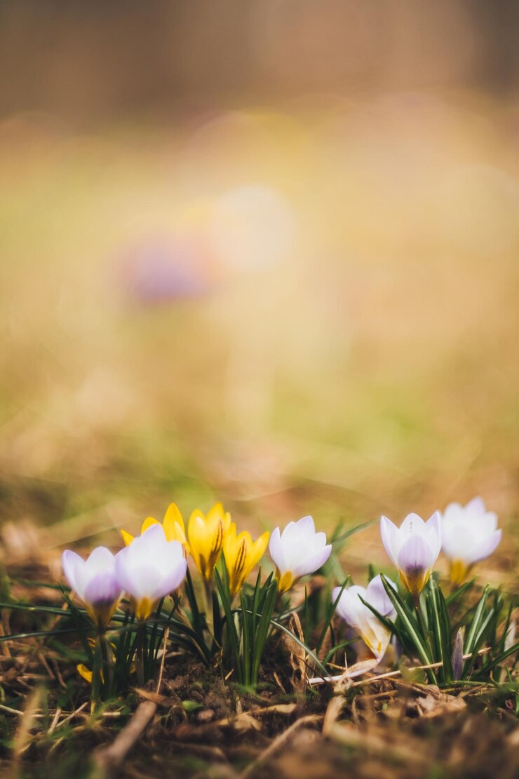 Foto close-up van gele krokusbloemen op het veld