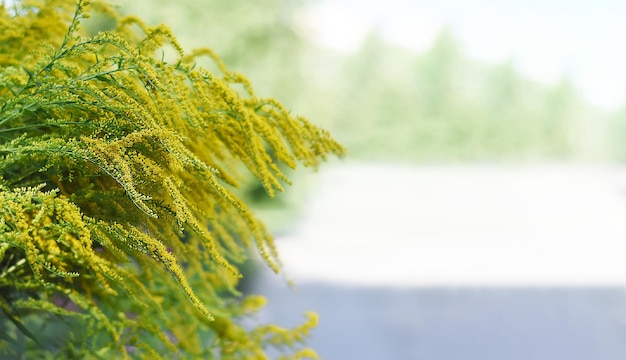 Foto close-up van gele lentebloemen op de grond met kopieerruimte voor uw tekst natuurlijke achtergrond