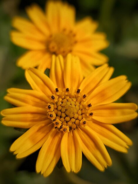 Foto close-up van gele madeliefjesbloemen in de tuin selectieve focus