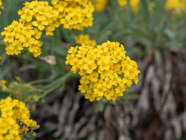 Foto close-up van gele marigoldbloemen