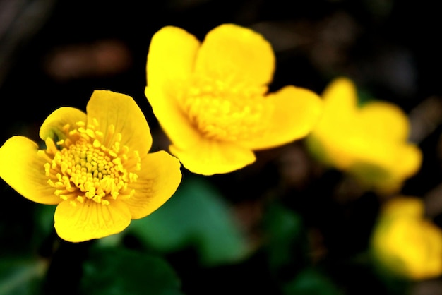 Close-up van gele moerasmarigoldbloemen