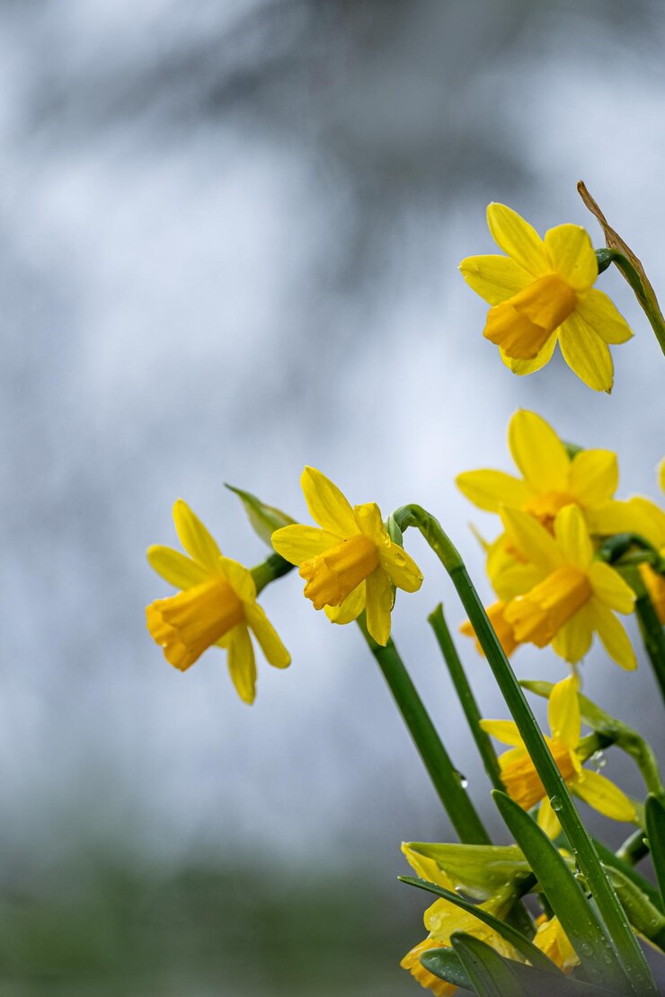 Foto close-up van gele narcissusbloemen