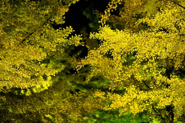 Foto close-up van gele planten