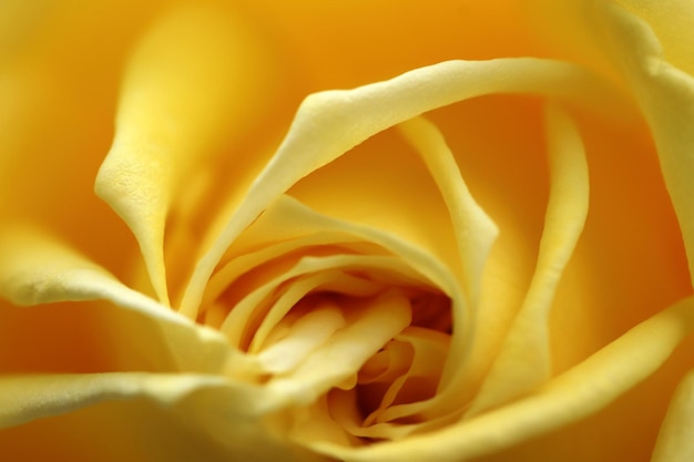 Close up van gele roos