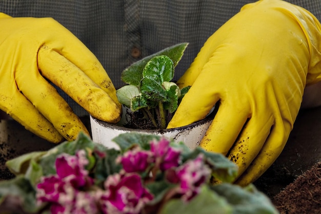 Foto close-up van gele rozen op de plant