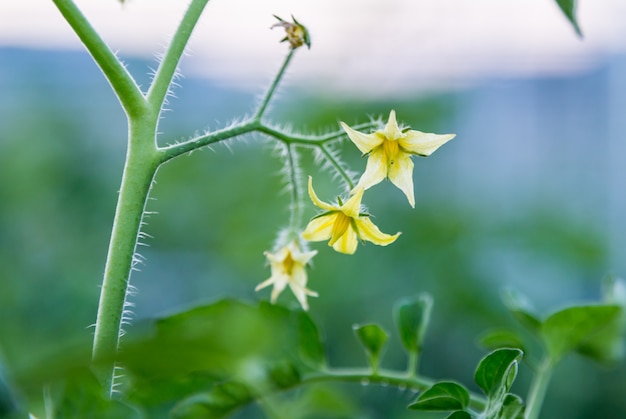 Close-up van gele tomaten bloem in het veld