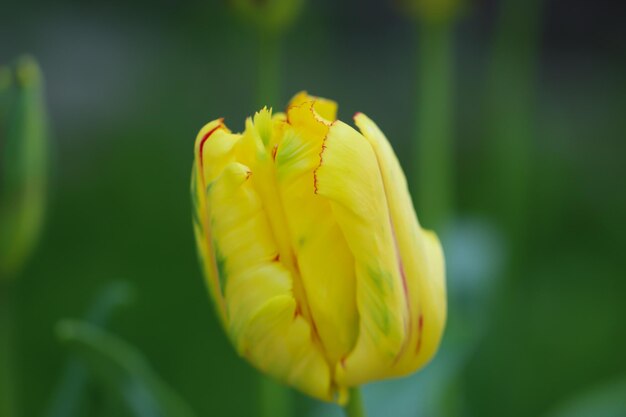 close-up van gele tulp geïsoleerd op een wazige groene achtergrond