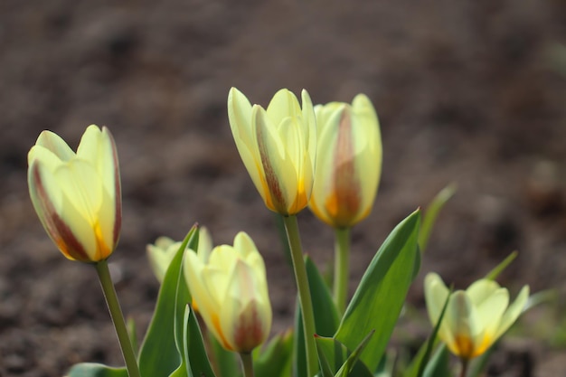 close-up van gele tulp met selectieve focus in volle bloei in de botanische tuin