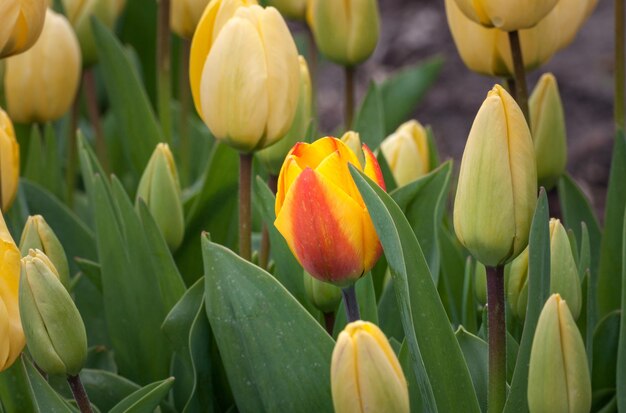 Close-up van gele tulpen die bloeien op het veld