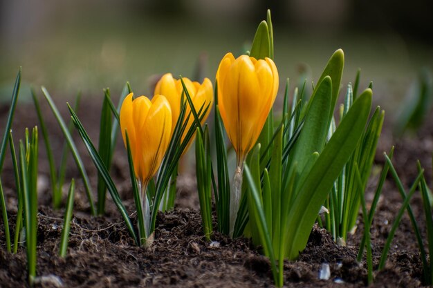 Foto close-up van gele tulpen