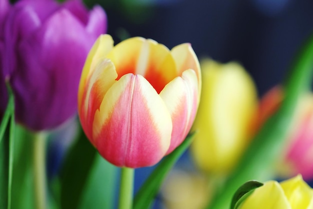 Foto close-up van gele tulpen