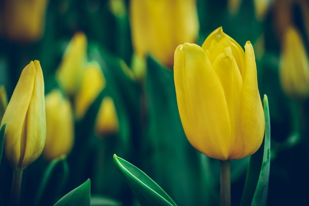 Close-up van gele tulpen