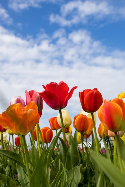 Foto close-up van gele tulpen