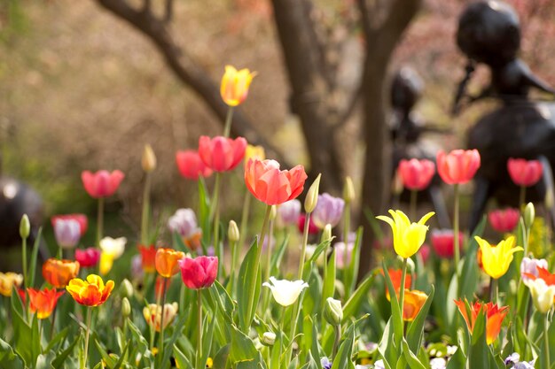 Foto close-up van gele tulpenbloemen op het veld