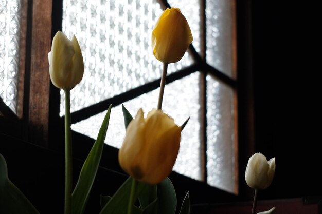 Foto close-up van gele tulpenbloemen thuis