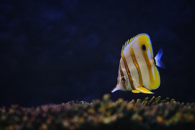 Foto close-up van gele vissen die in de zee zwemmen