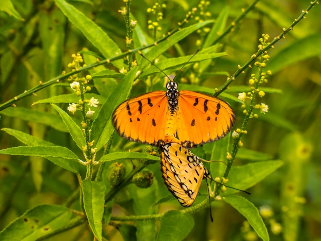 Close-up van gele vlinders die zich paren op een plant
