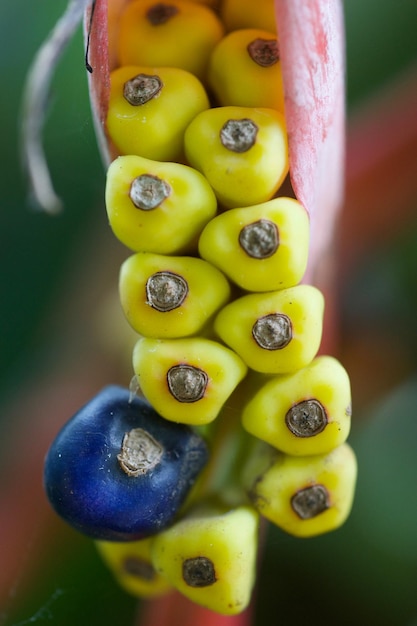 Foto close-up van gele vruchten