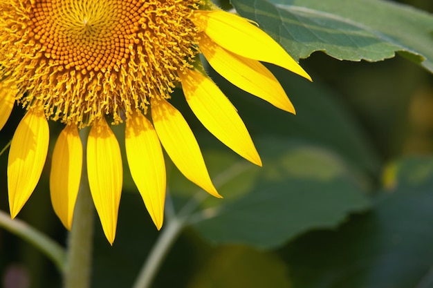 Foto close-up van gele zonnebloem op plant