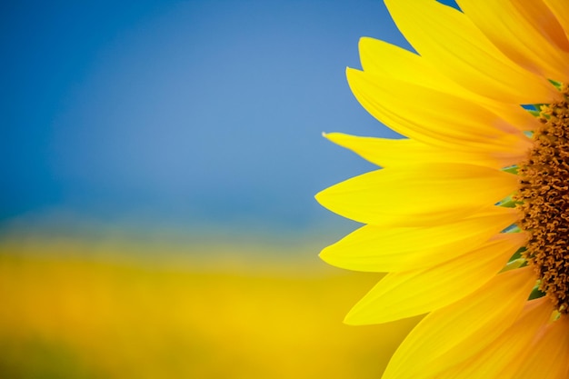 Foto close-up van gele zonnebloem tegen blauwe lucht