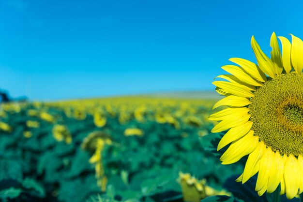 Foto close-up van gele zonnebloem tegen een heldere blauwe lucht