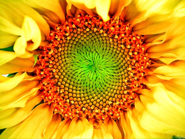 Foto close-up van gele zonnebloem