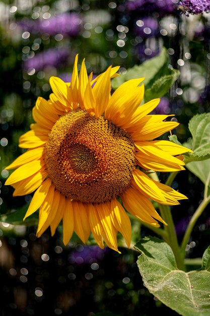 Foto close-up van gele zonnebloem