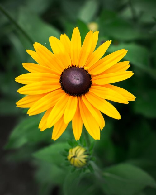 Foto close-up van gele zonnebloem