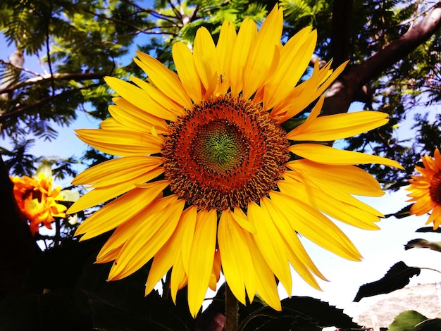 Foto close-up van gele zonnebloem