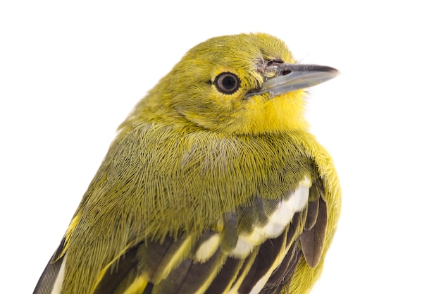 Close-up van gemeenschappelijke iora-vogel