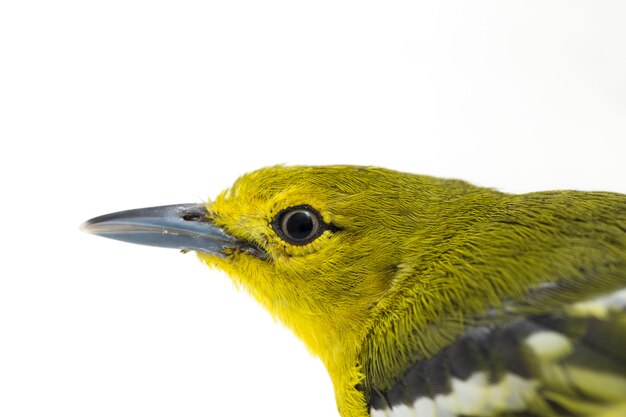 Close-up van gemeenschappelijke iora-vogel