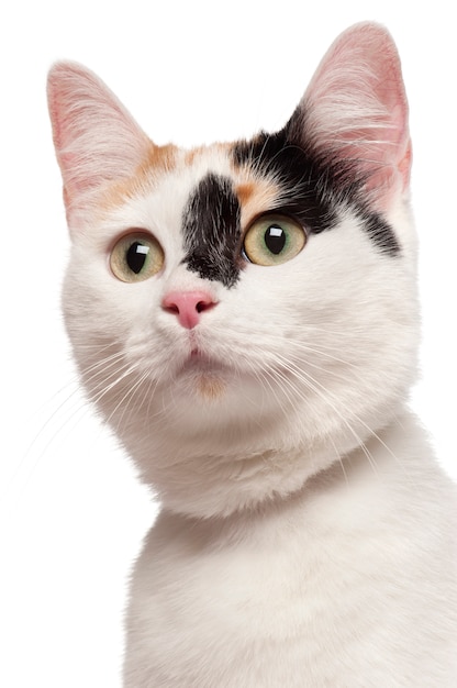 Close-up van gemengd ras kat, 2 jaar oud,