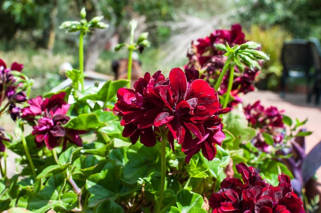 Close-up van geranium in een tuin