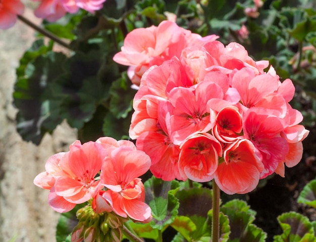 Close-up van geranium in een tuin