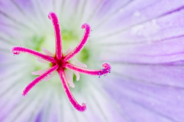 Close-up van geraniumbloem