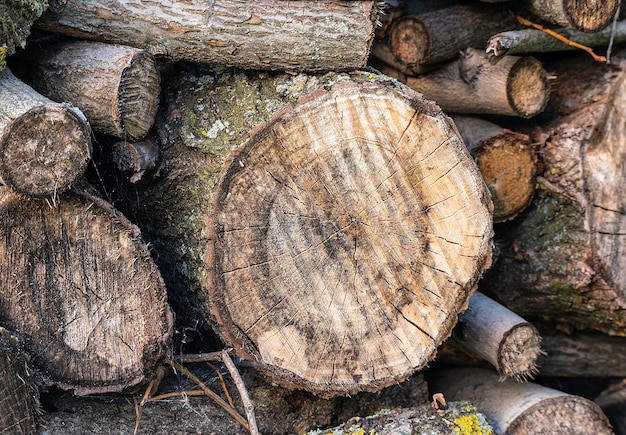 Close up van gesneden brandhout van boomstam