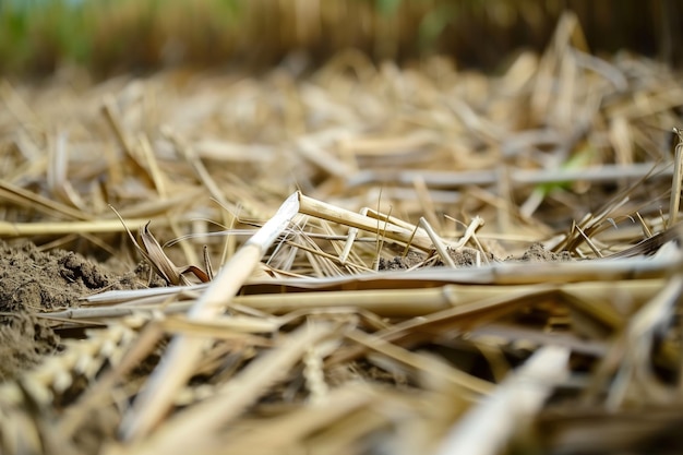 Foto close-up van gesneden tarwe stengels en kaf overblijfselen op het veld