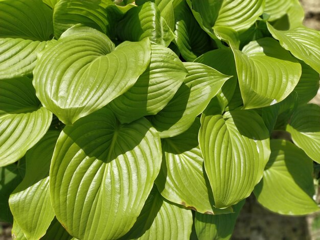 Close up van getextureerde groene hosta bladeren Plant hosta