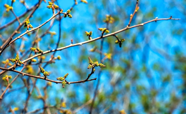 Close-up van geurige sumac in de lente Latijnse naam Rhus Aromatica Sumac groeit in subtropische gebieden