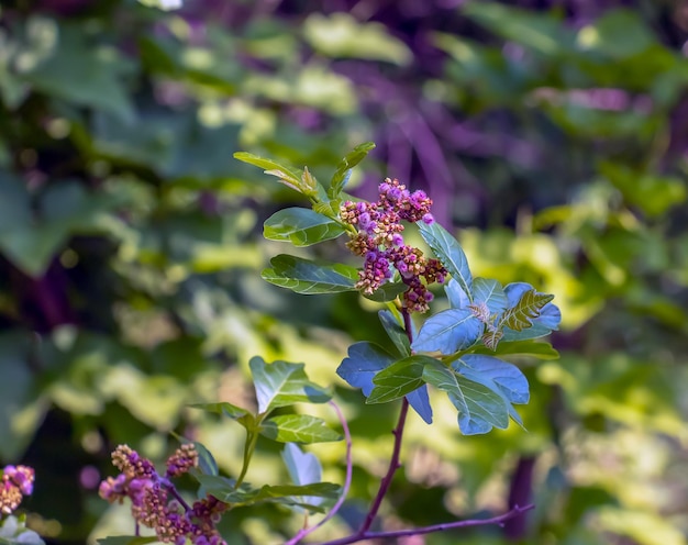 Close-up van geurige sumac in de lente Latijnse naam Rhus Aromatica Sumac groeit in subtropische gebieden