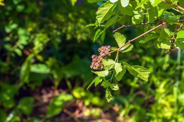 Close-up van geurige sumac in de lente Latijnse naam Rhus Aromatica Sumac groeit in subtropische gebieden