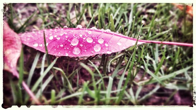 Close-up van gevallen natte roze bladeren op het veld
